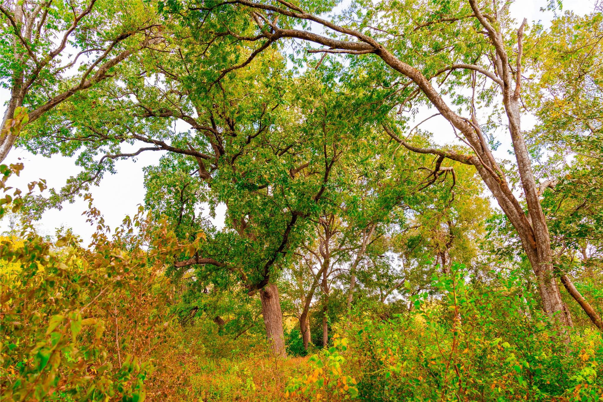 159 Brushy Creek Trl, Hutto, TX 78634