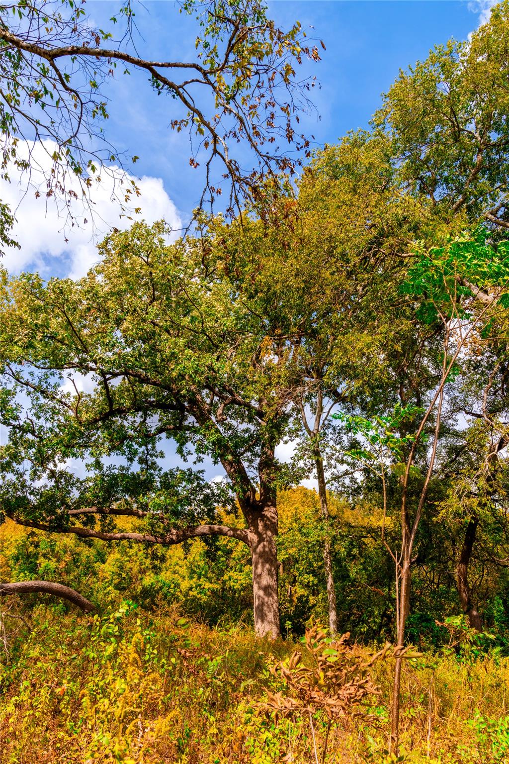 159 Brushy Creek Trl, Hutto, TX 78634