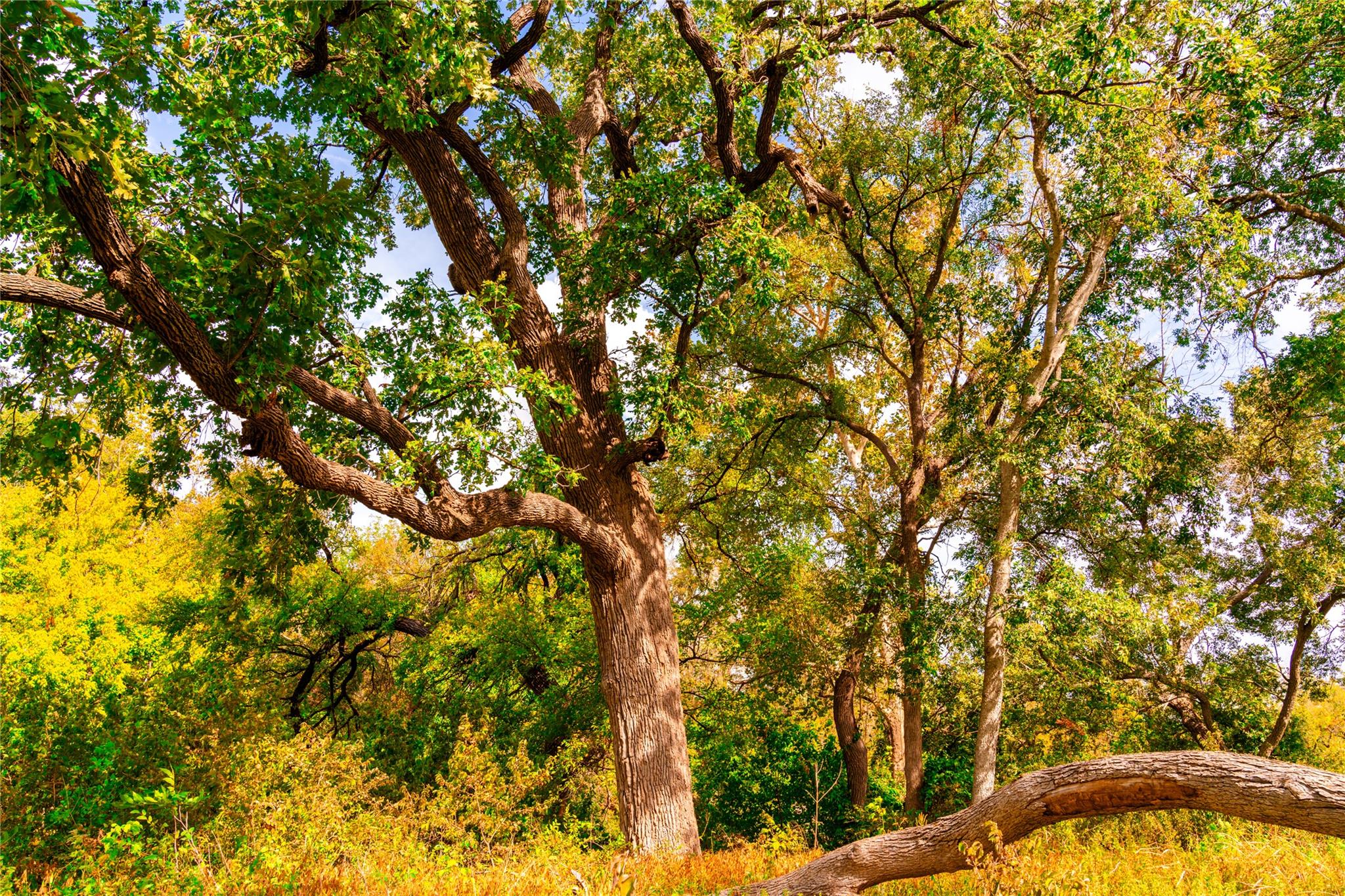 159 Brushy Creek Trl, Hutto, TX 78634