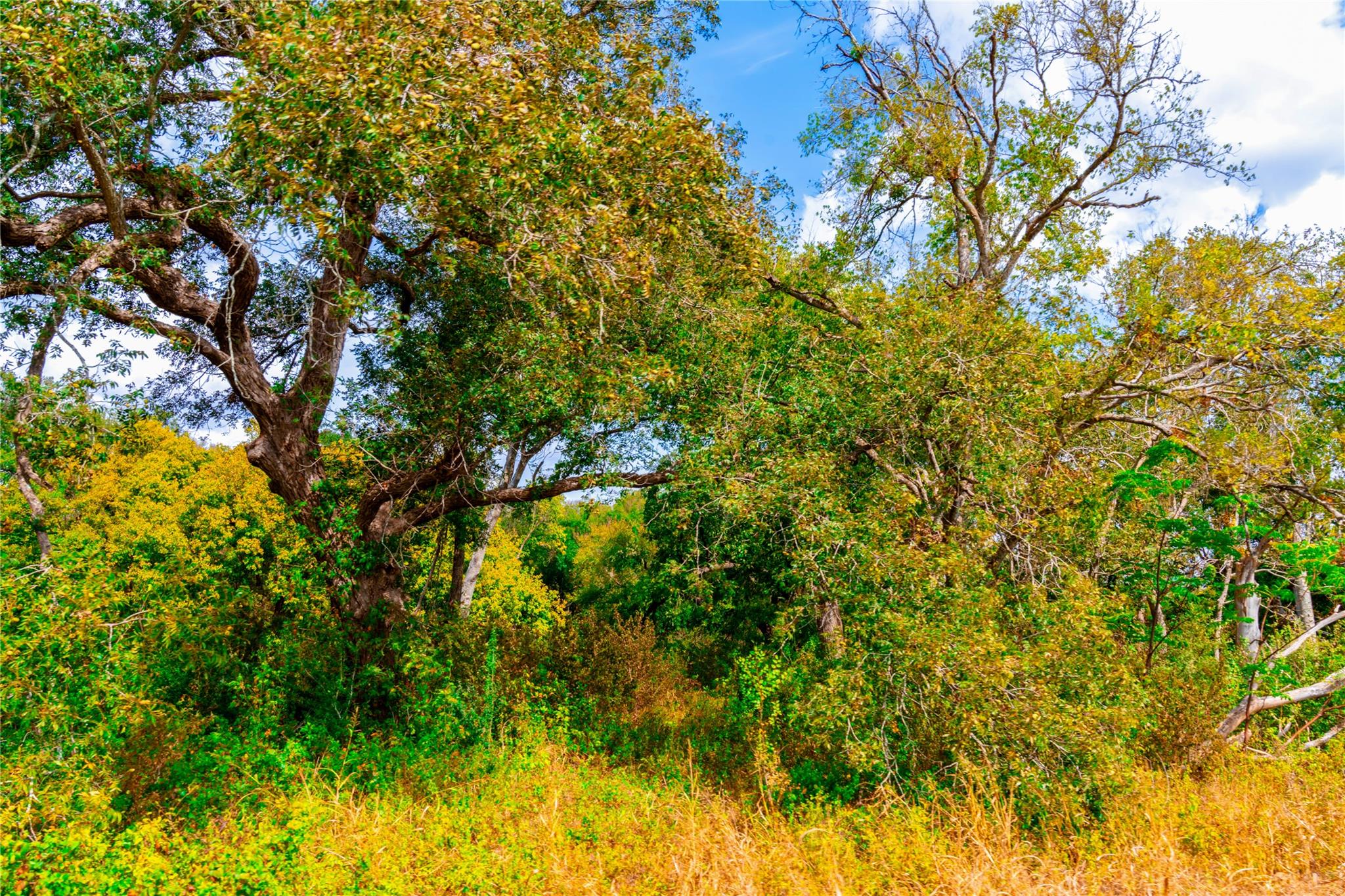 159 Brushy Creek Trl, Hutto, TX 78634