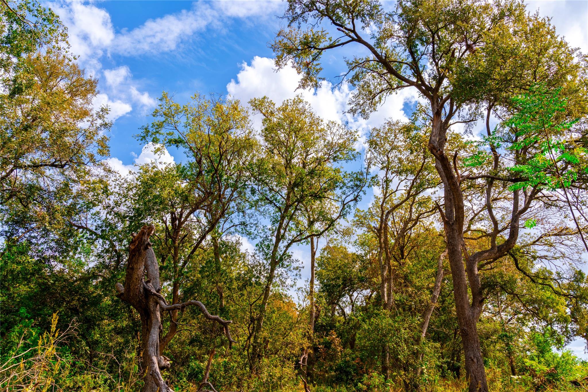 159 Brushy Creek Trl, Hutto, TX 78634