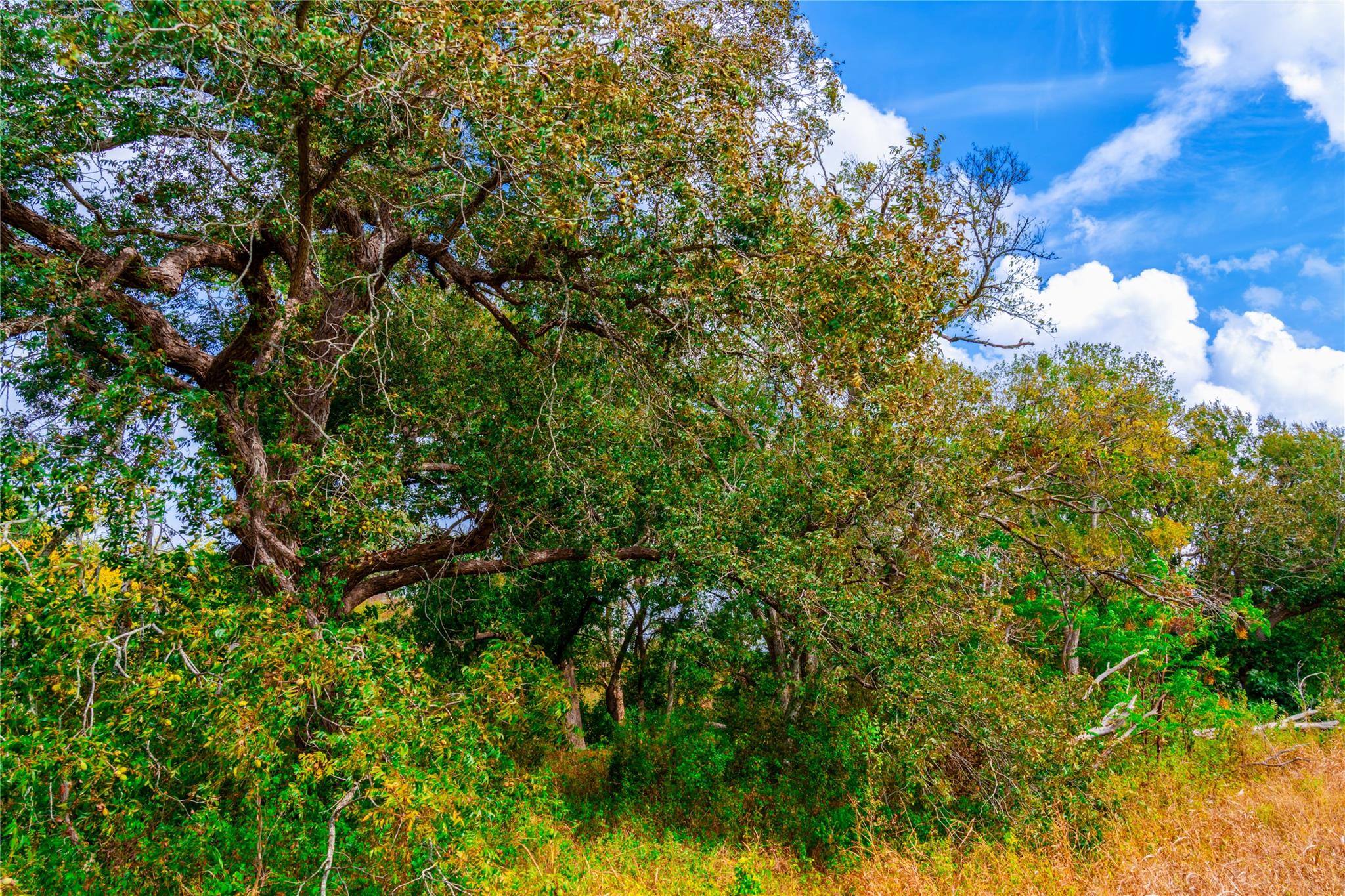 159 Brushy Creek Trl, Hutto, TX 78634