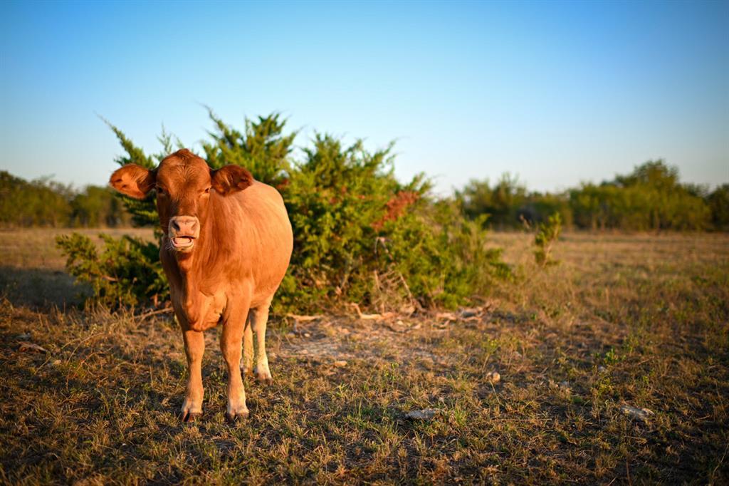 6327 Solana Ranch Rd, Salado, TX 76571