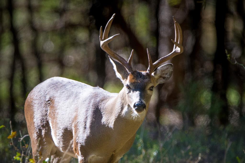 6327 Solana Ranch Rd, Salado, TX 76571