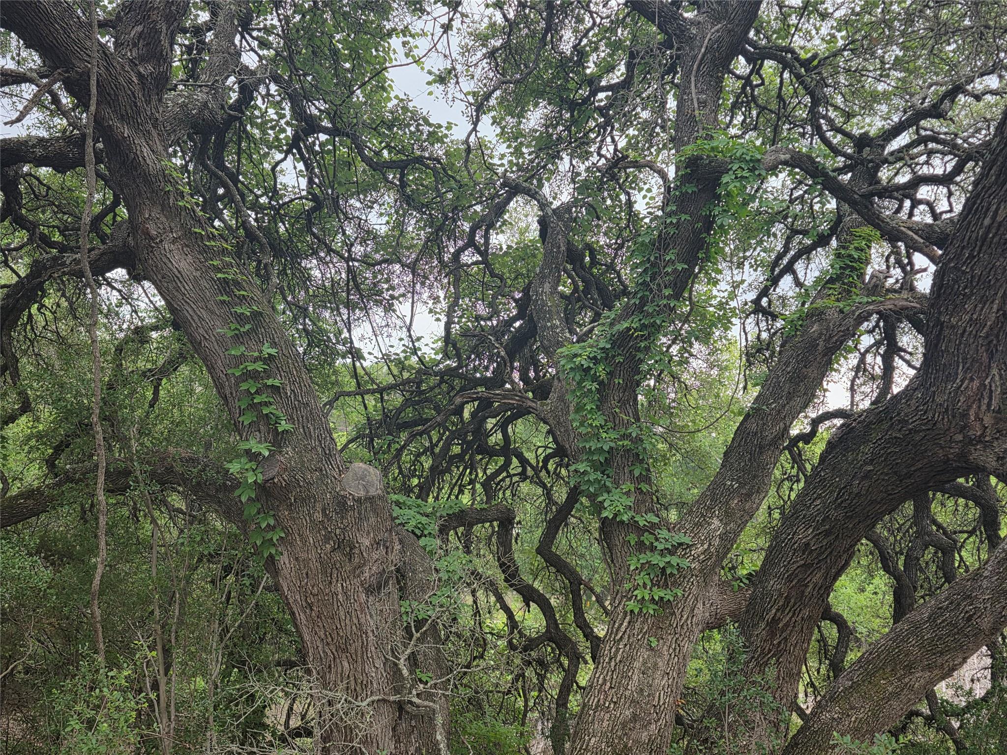TBD Sycamore Creek Dr, Dripping Springs, TX 78620