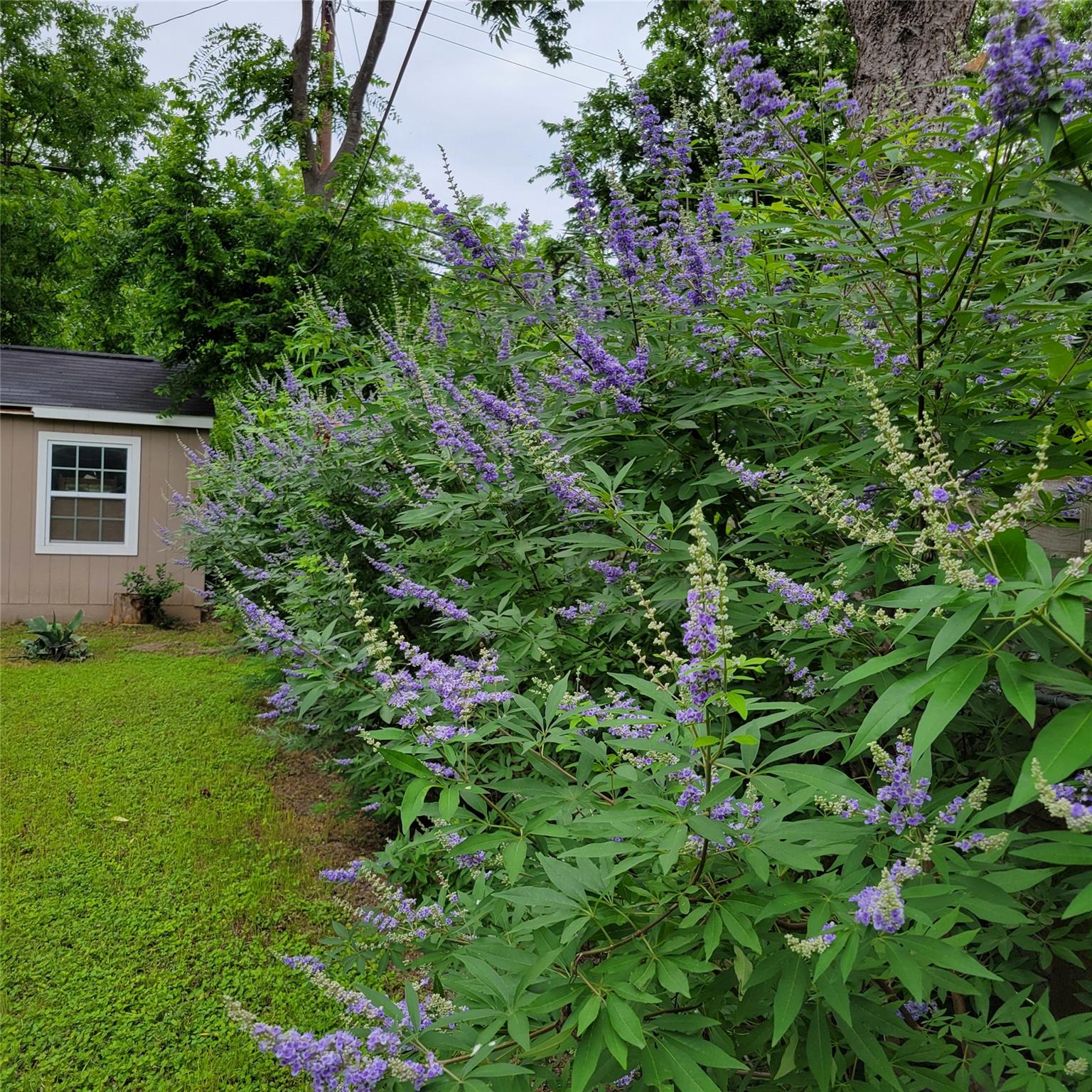 1524 Weyford Dr, Austin, TX 78757