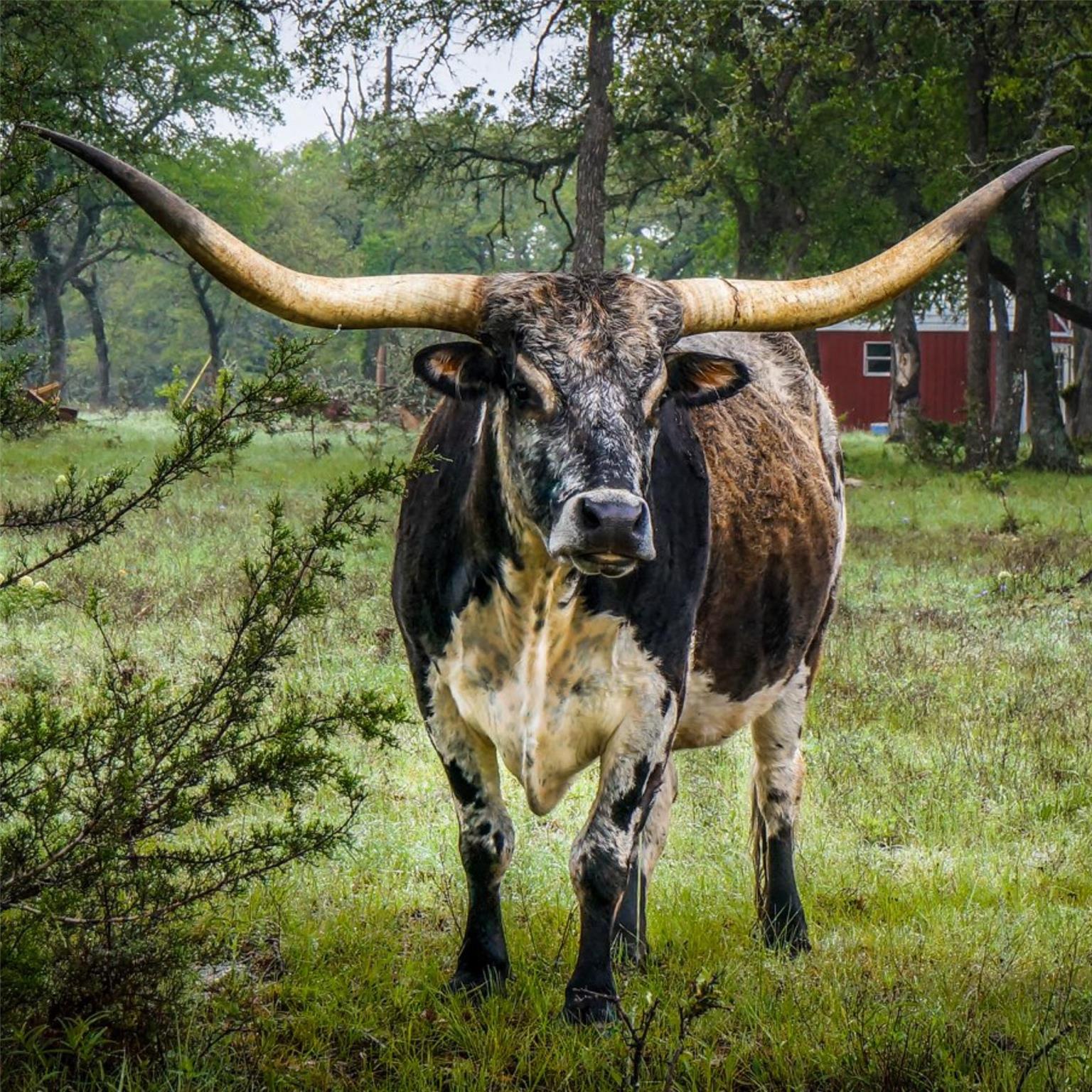 850 Bunker Ranch Blvd, Dripping Springs, TX 78620