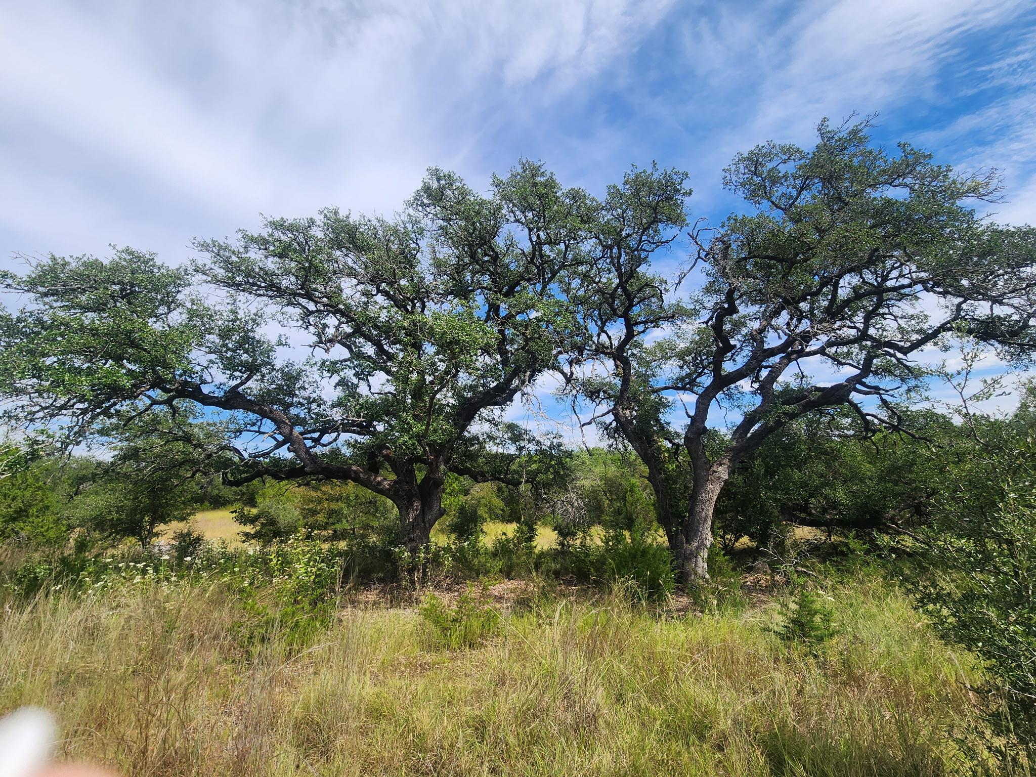 TBD Cloudwood Ranch Rd, Briggs, TX 78608