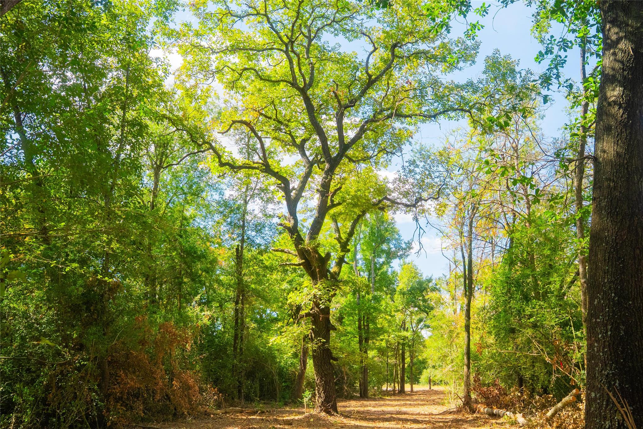 5115 N State Highway 6, Hearne, TX 77859