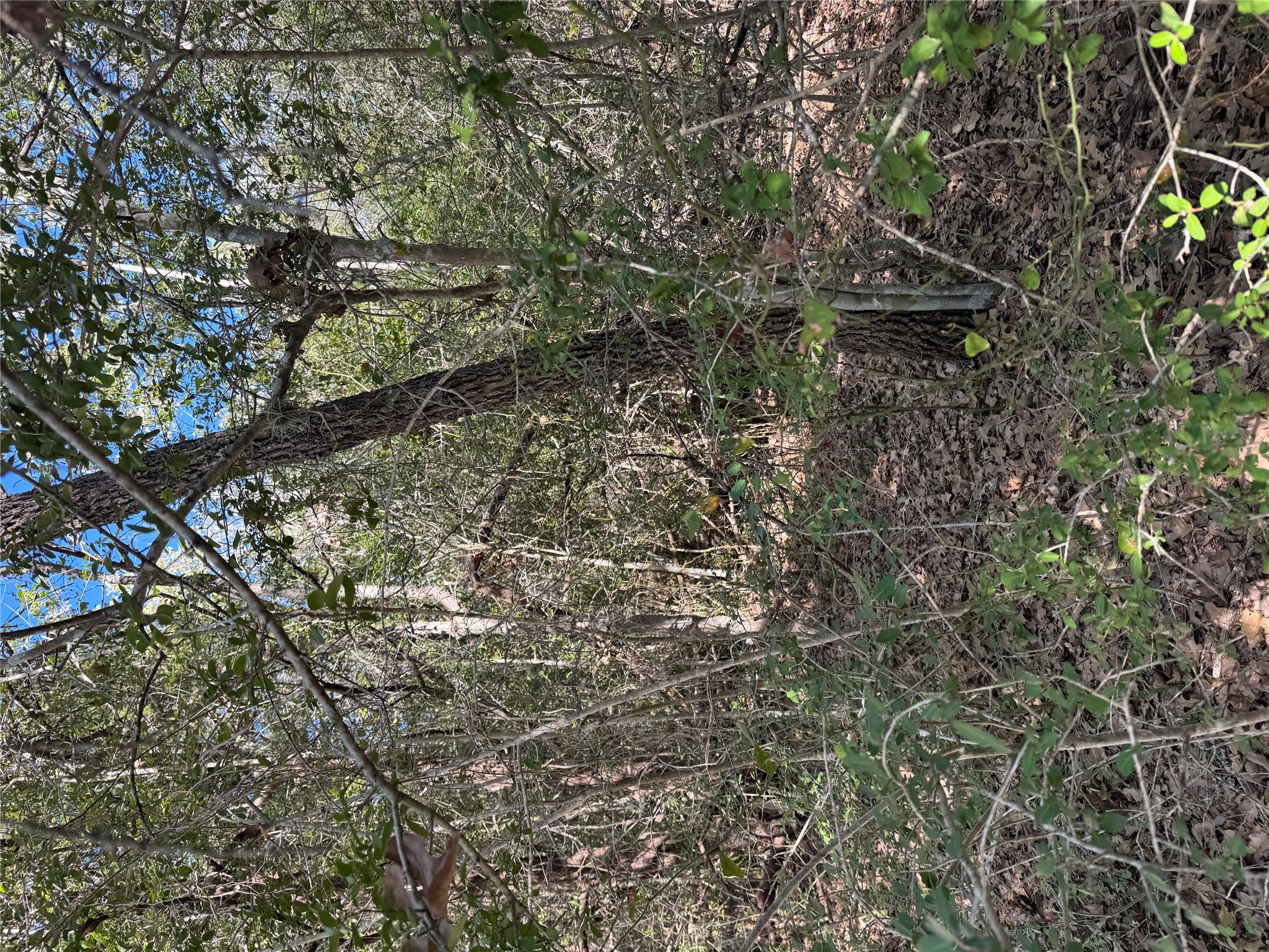 Lot 195 Kaelepulu Dr, Bastrop, TX 78602