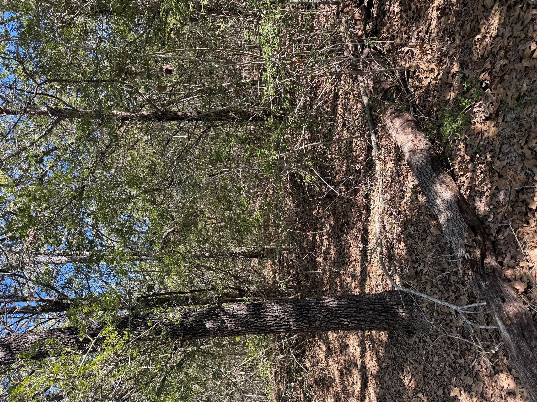 Lot 195 Kaelepulu Dr, Bastrop, TX 78602