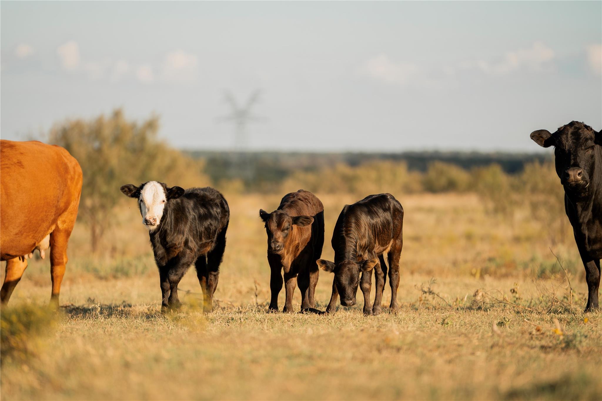 247 E Fm 581 Highway, Lometa, TX 76853