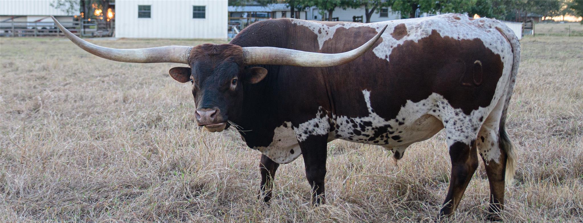 209 County Road 310, Rockdale, TX 76567