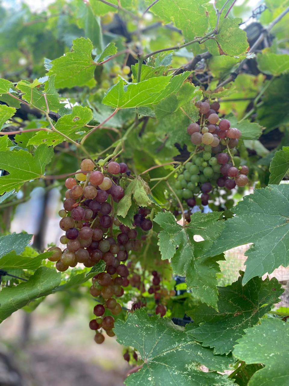 306 Tavish Trl, Austin, TX 78738