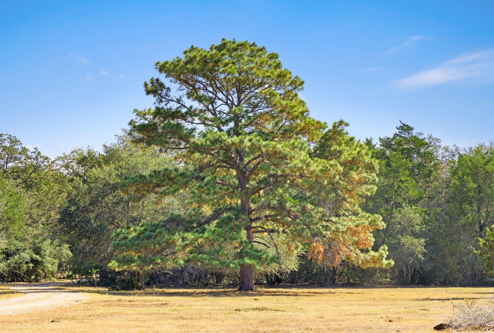 340 Mark Young Rd, Smithville, TX 78957