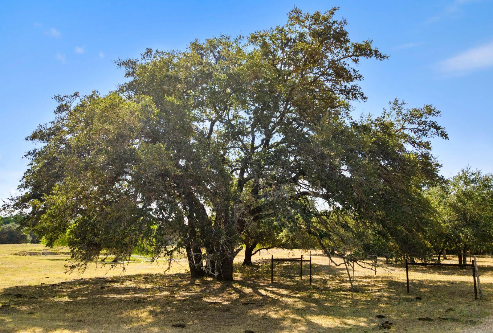 340 Mark Young Rd, Smithville, TX 78957