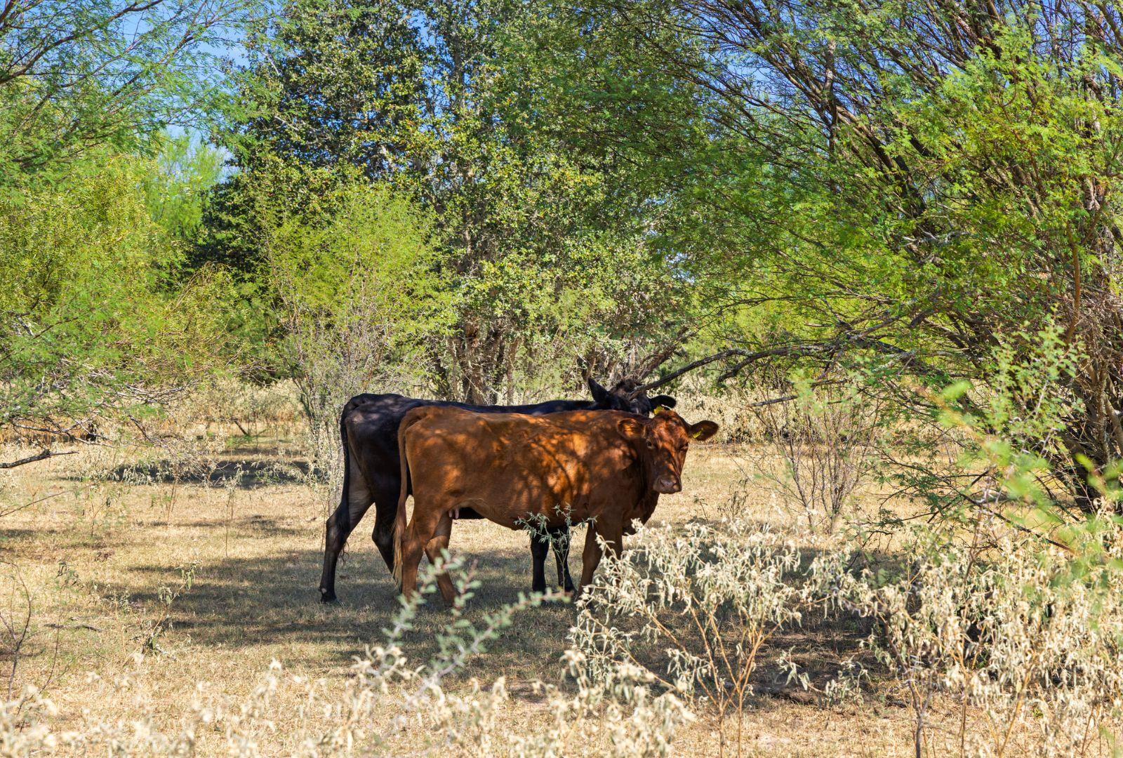 340 Mark Young Rd, Smithville, TX 78957