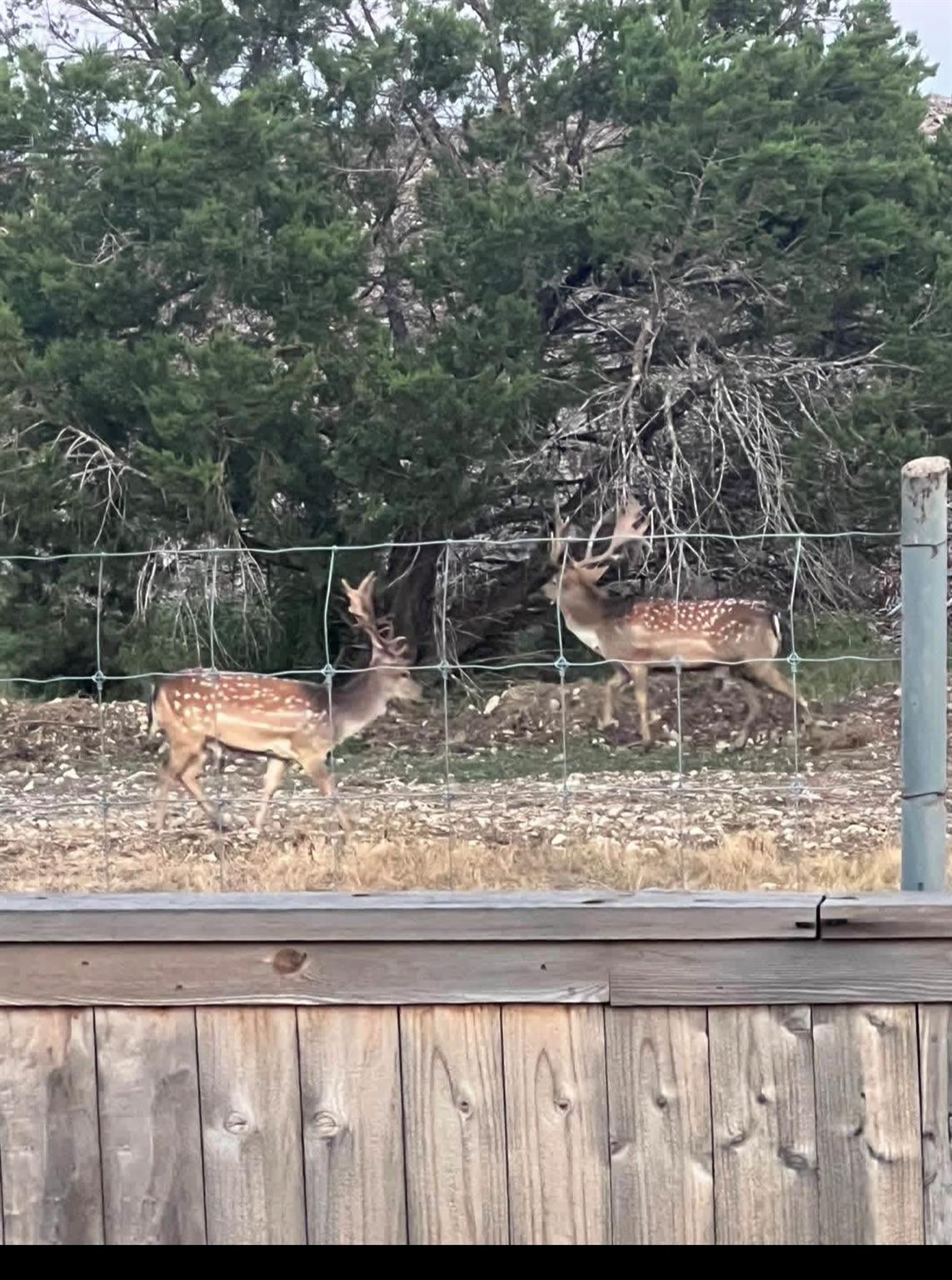 11305 Sentinel Dr, Austin, TX 78747