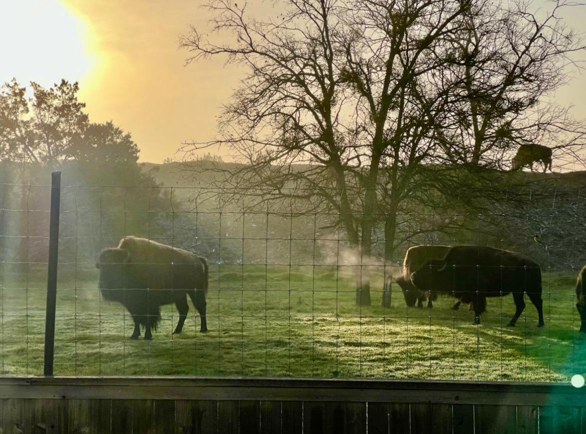 11305 Sentinel Dr, Austin, TX 78747