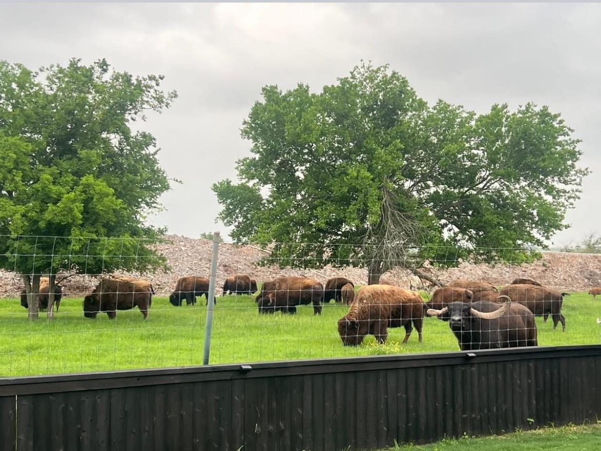 11305 Sentinel Dr, Austin, TX 78747