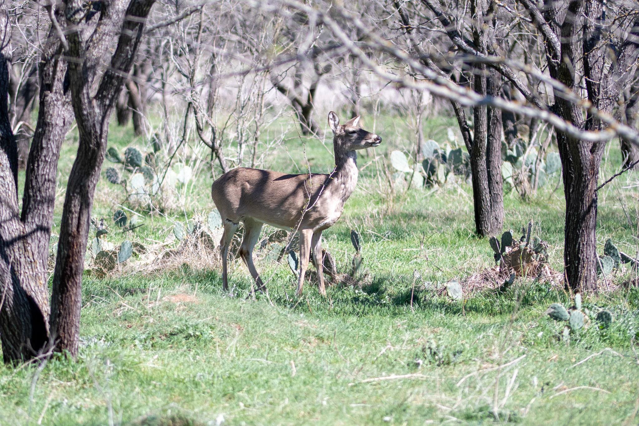 25 Acres Private Road 1789, Bend, TX 76853
