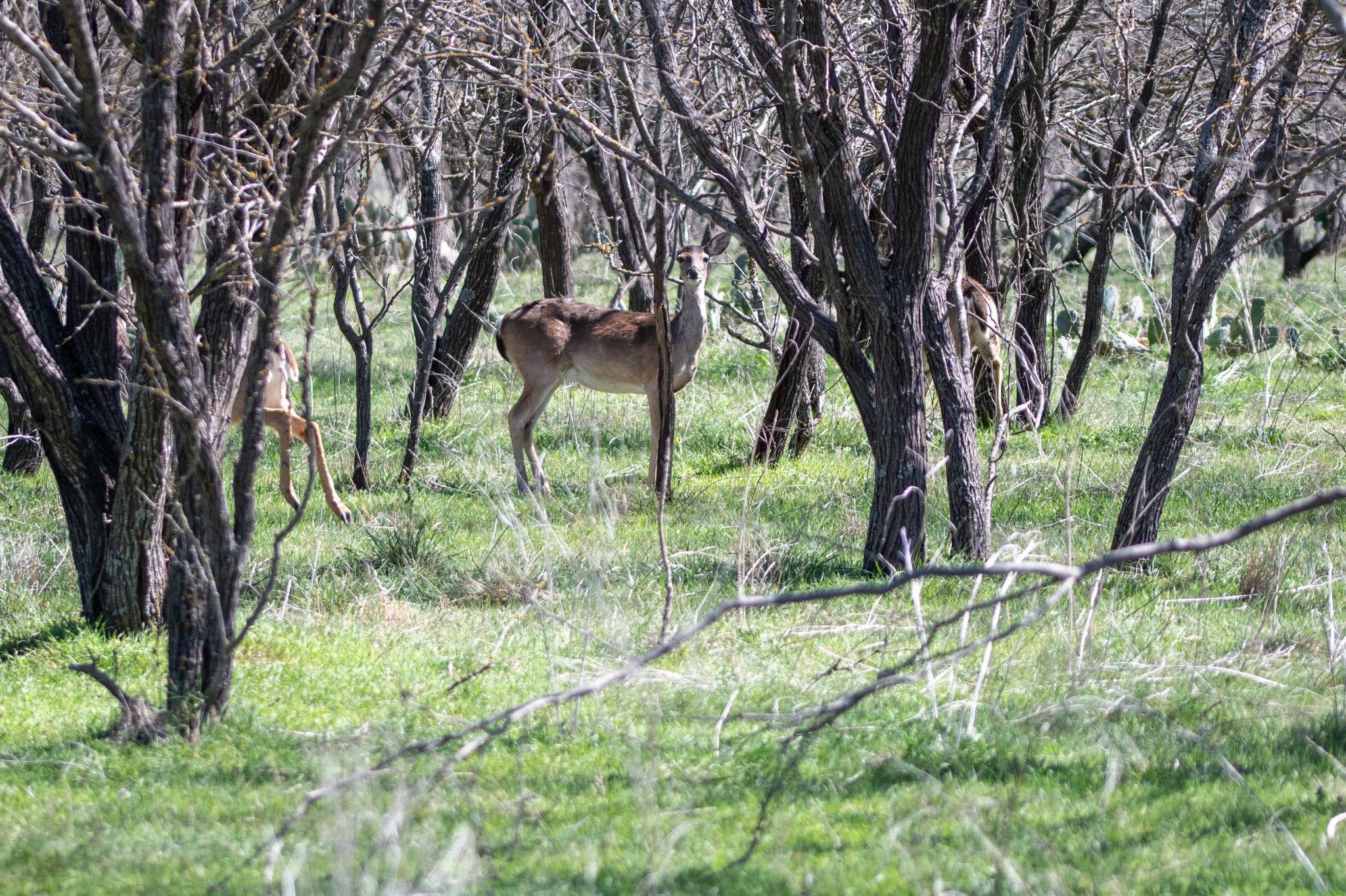 25 Acres Private Road 1789, Bend, TX 76853
