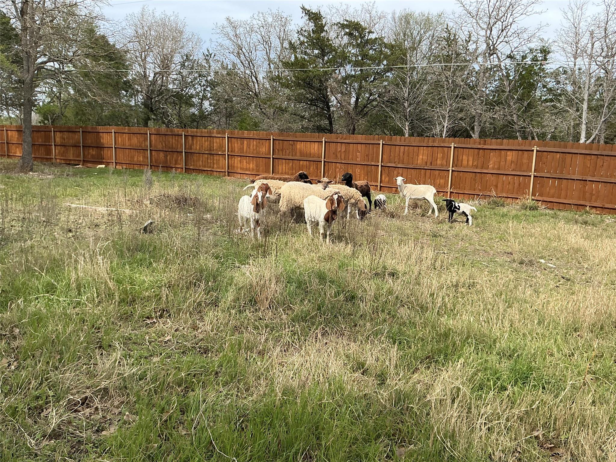 125 Turkey Run, Cedar Creek, TX 78612