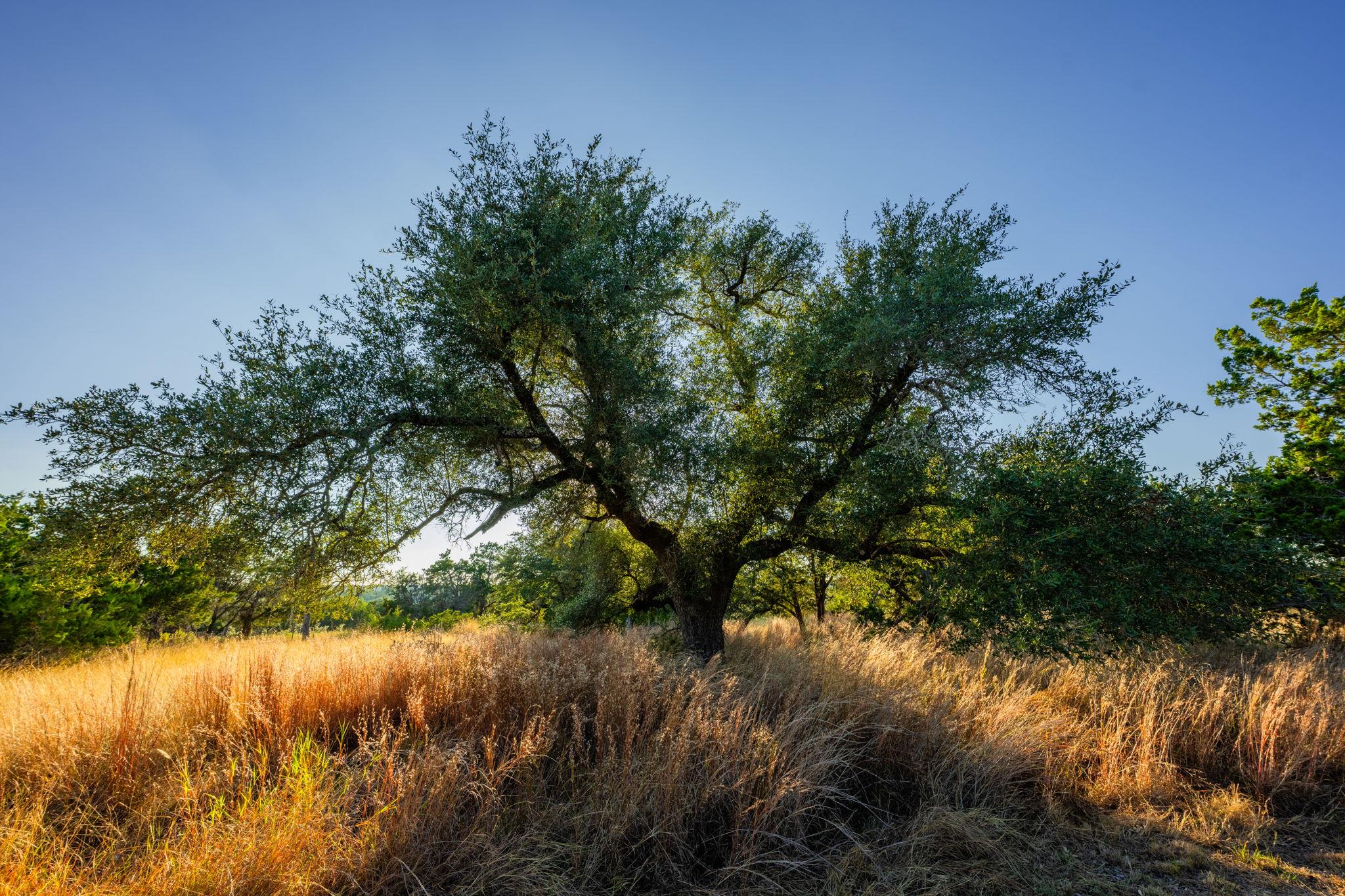 716 Reeh Weinheimer Rd, Fredericksburg, TX 78624