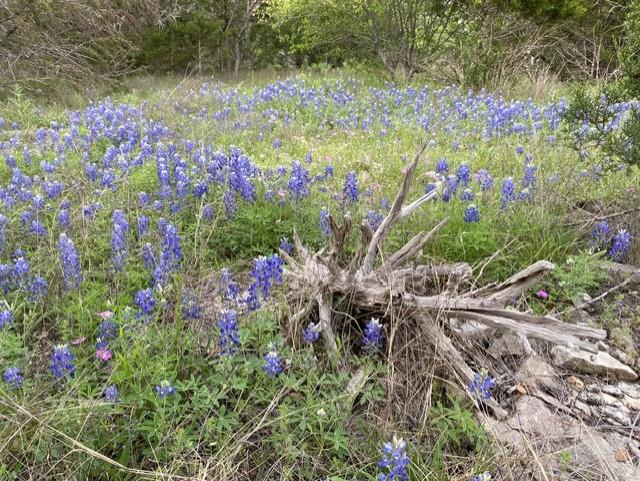 1365 Pedernales Hills Rd, Johnson City, TX 78636