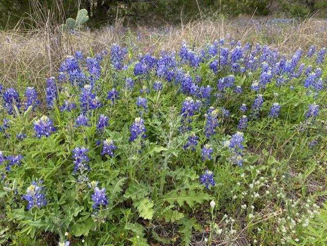 1365 Pedernales Hills Rd, Johnson City, TX 78636