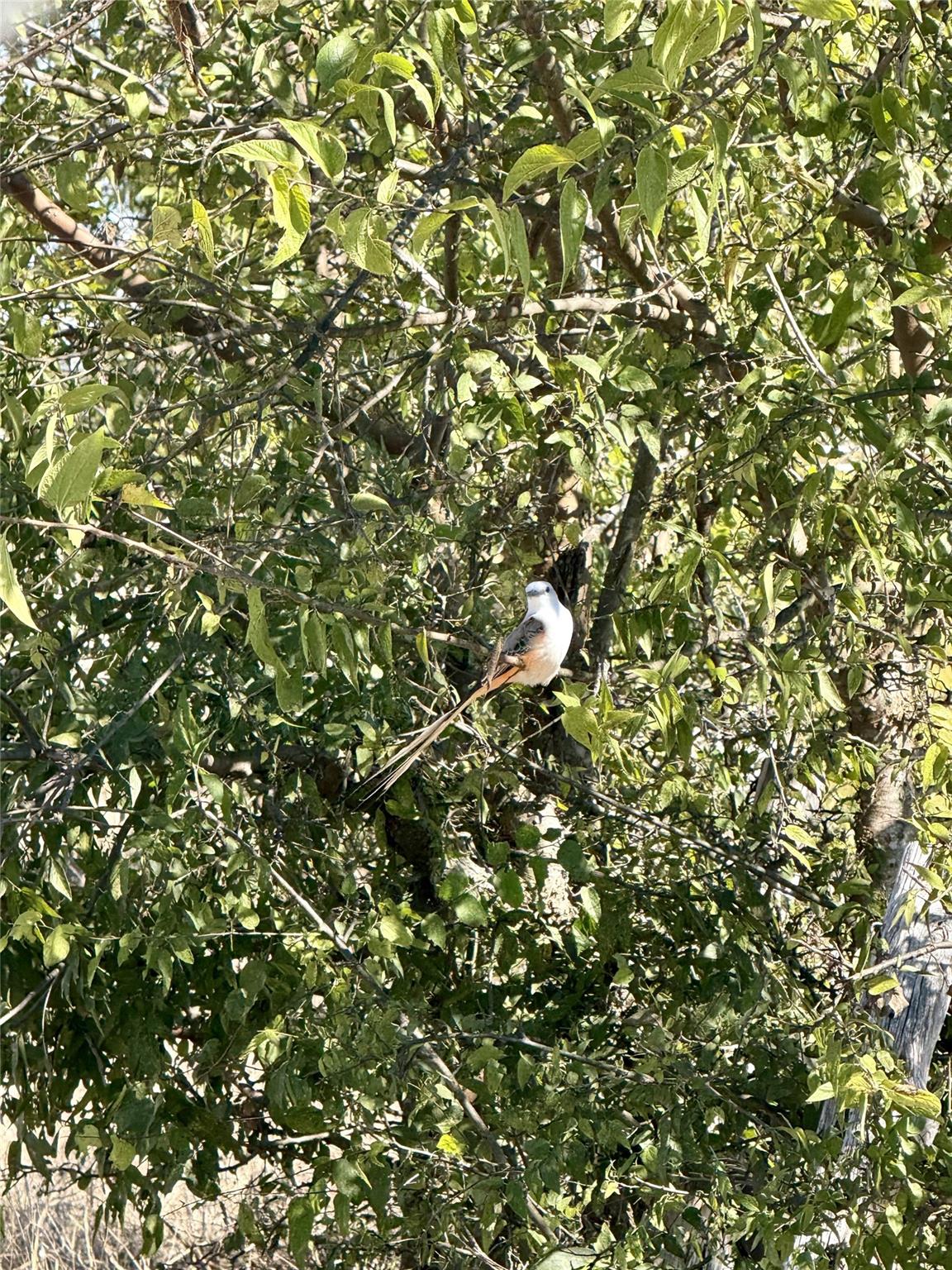 TBD County Road 112, Buckholts, TX 76518