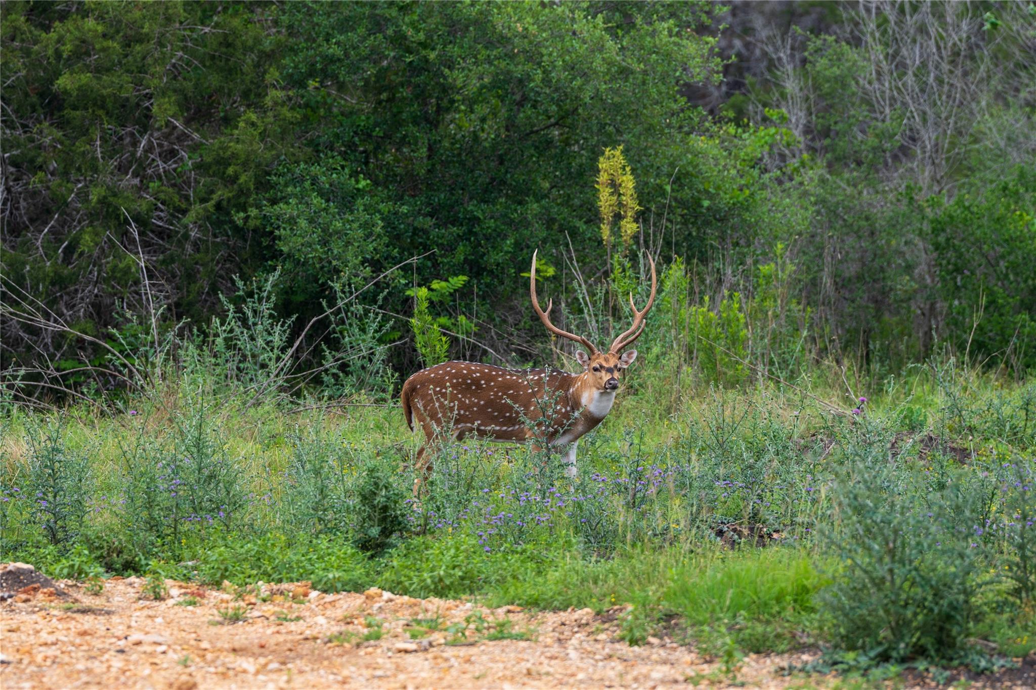 30 Coastal Loop, Johnson City, TX 78636