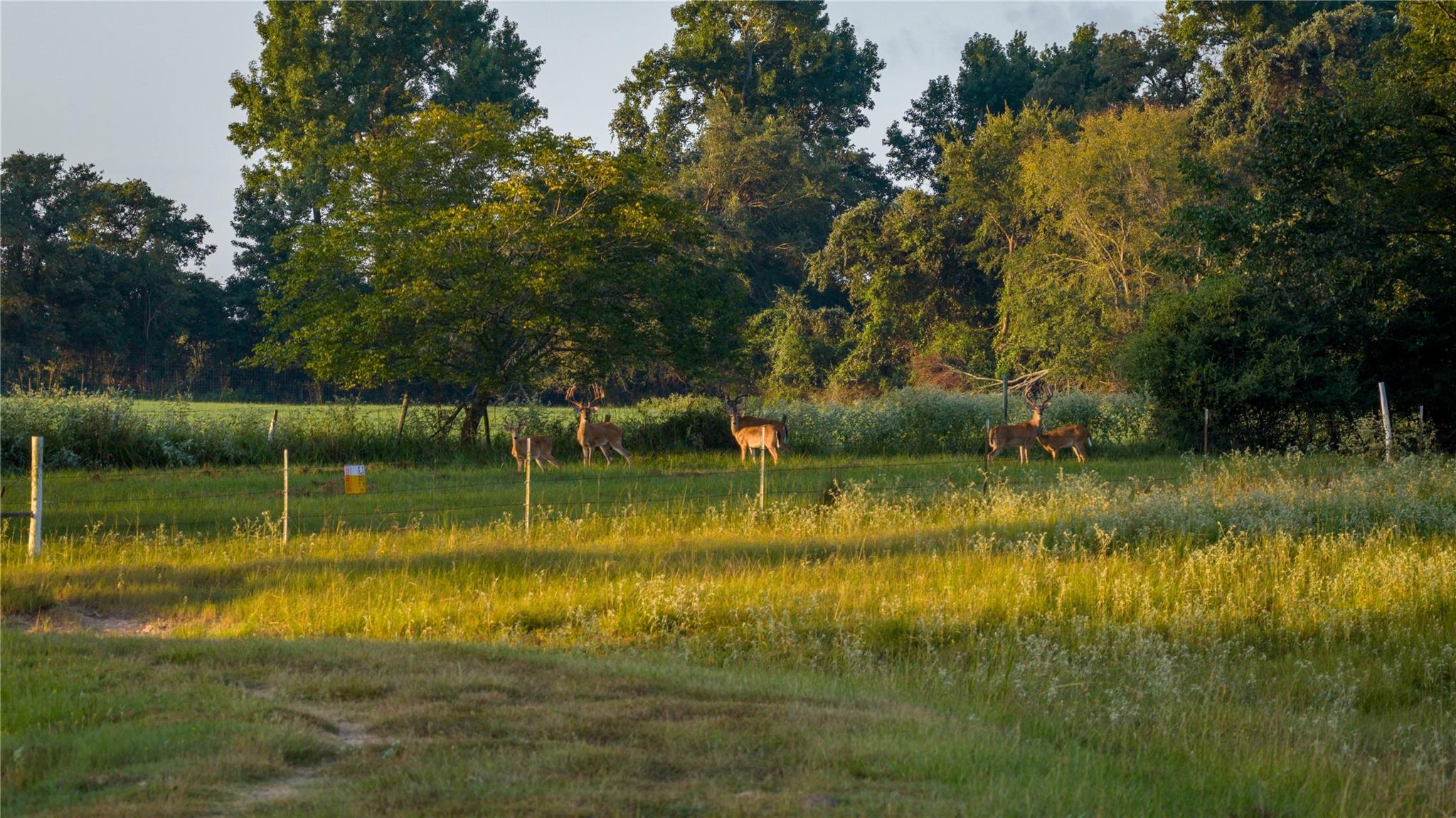 1577 County Road 431, Tennessee Colony, TX 75861