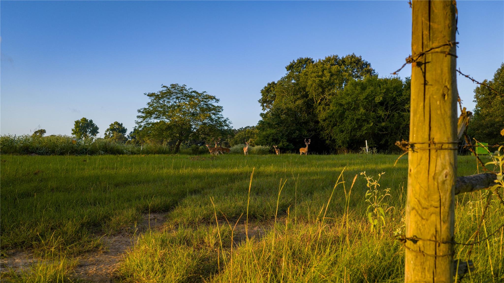 1577 County Road 431, Tennessee Colony, TX 75861