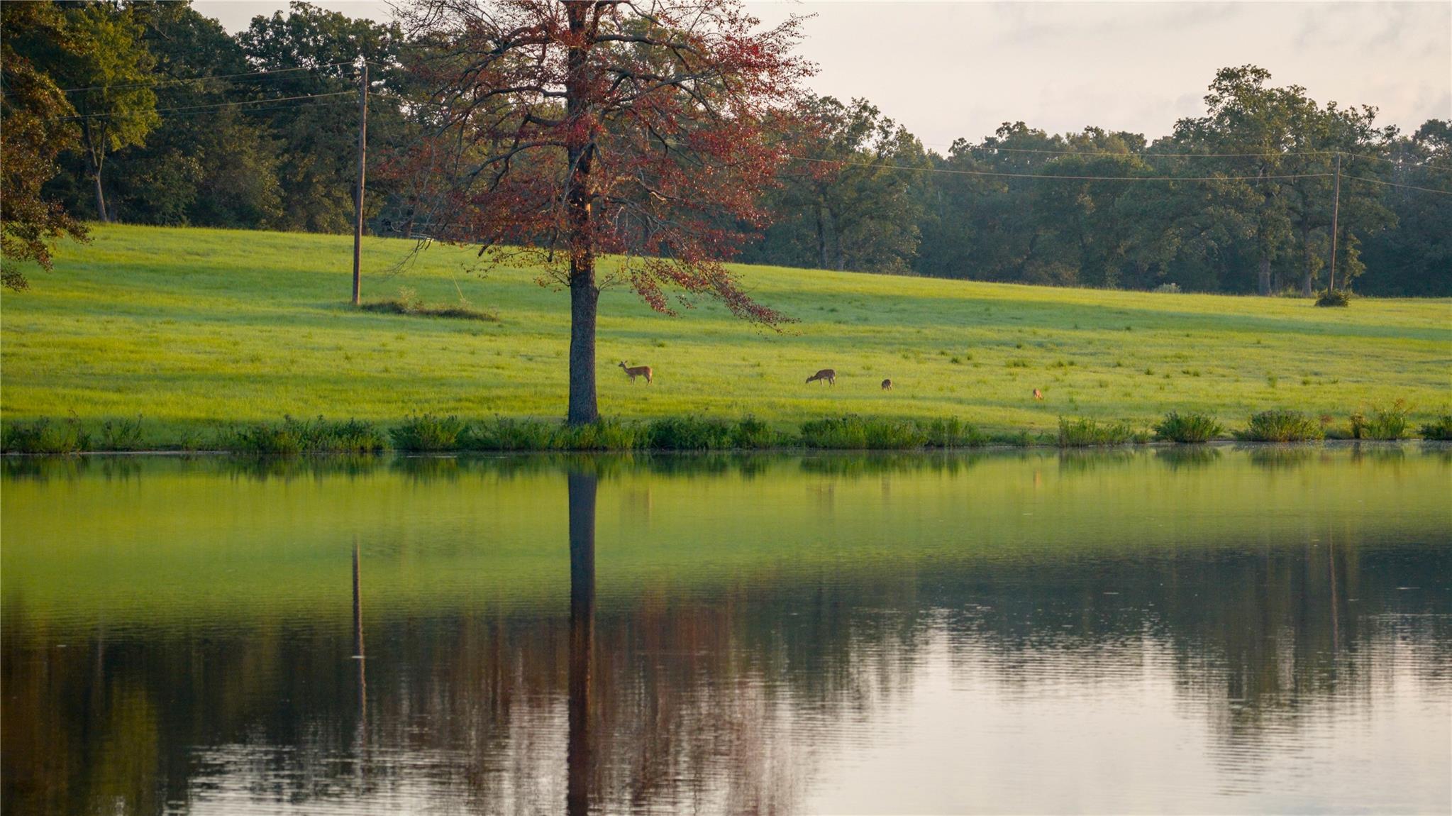 1577 County Road 431, Tennessee Colony, TX 75861