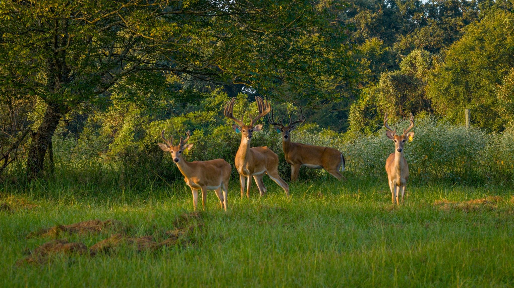 1577 County Road 431, Tennessee Colony, TX 75861