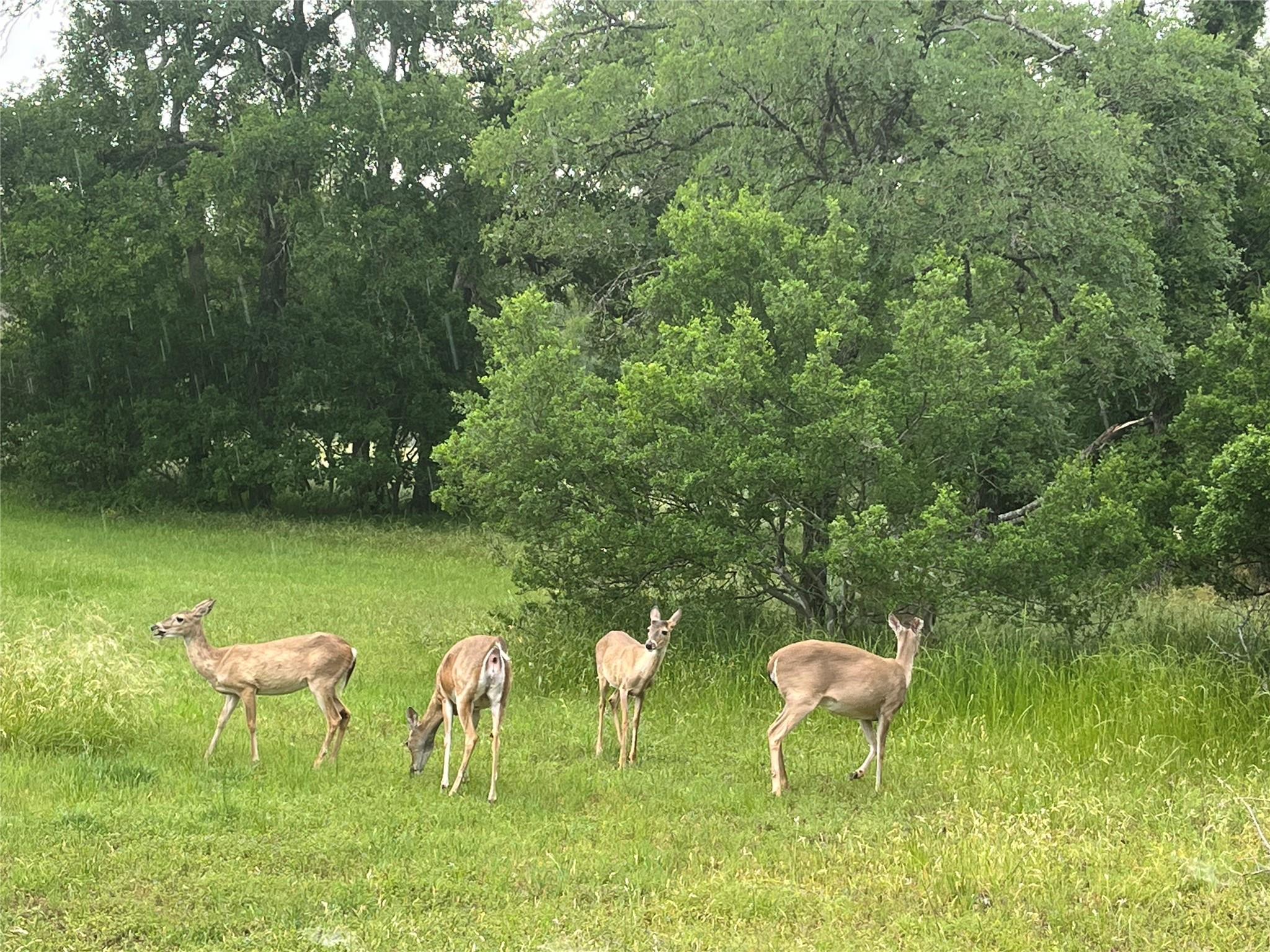 3400 Deer Trl, Georgetown, TX 78628