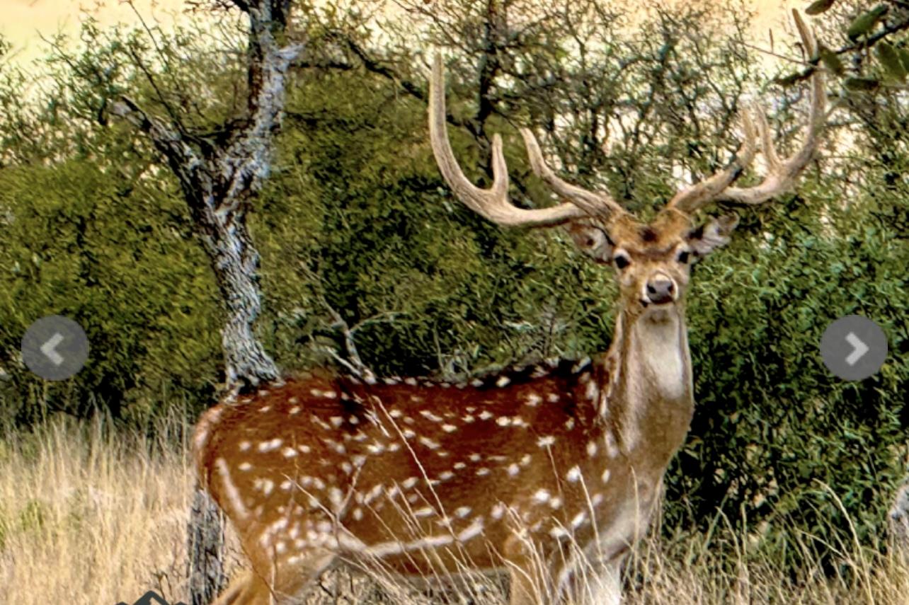 14410 E Us Highway 190, Eldorado, TX 76841