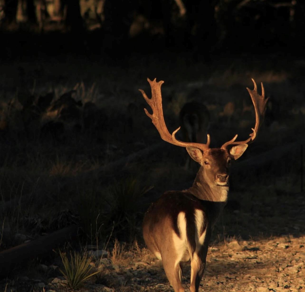 14410 E Us Highway 190, Eldorado, TX 76841