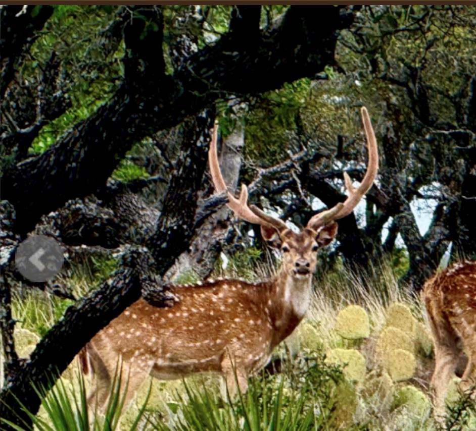 14410 E Us Highway 190, Eldorado, TX 76841