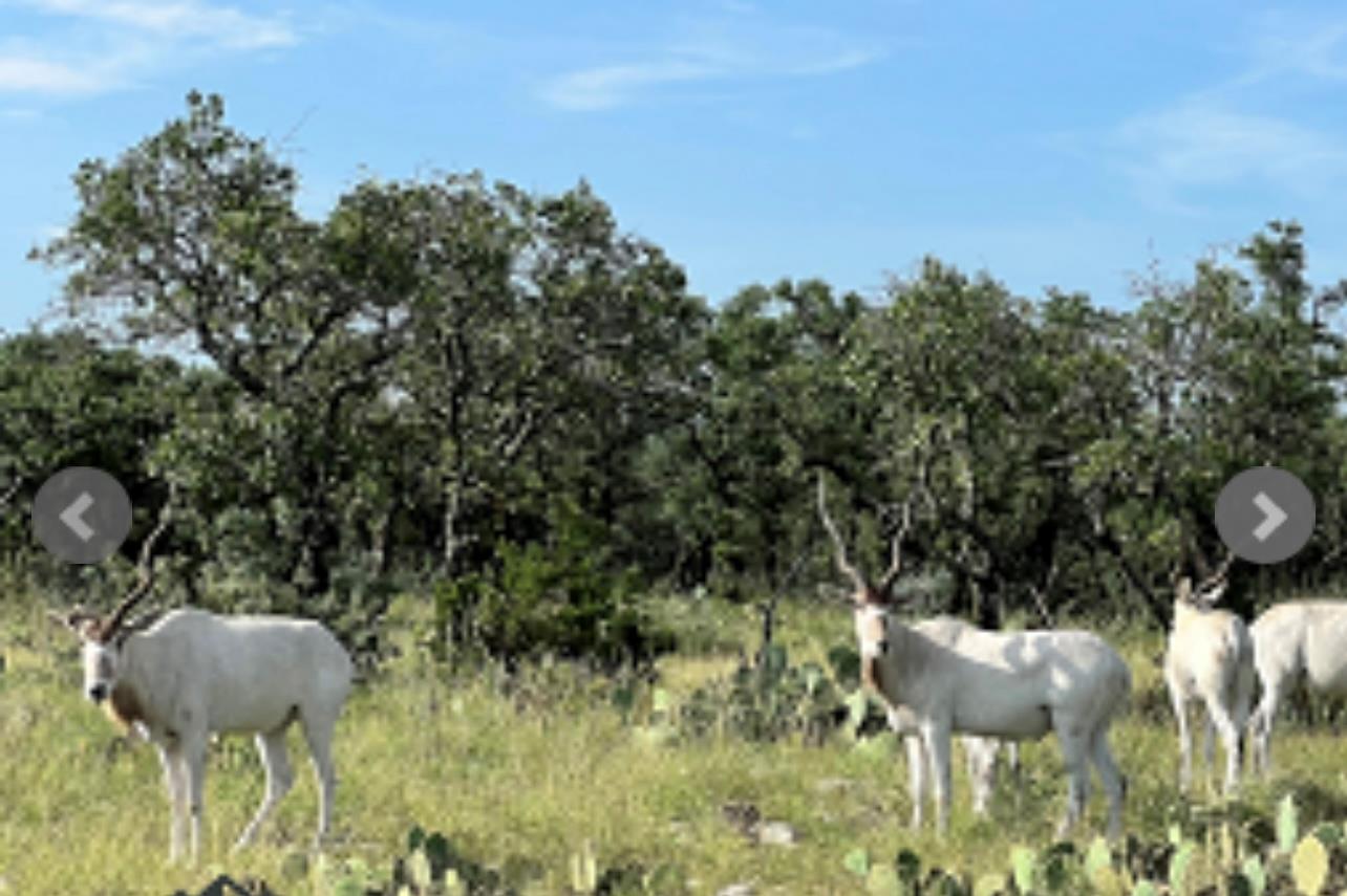 14410 E Us Highway 190, Eldorado, TX 76841