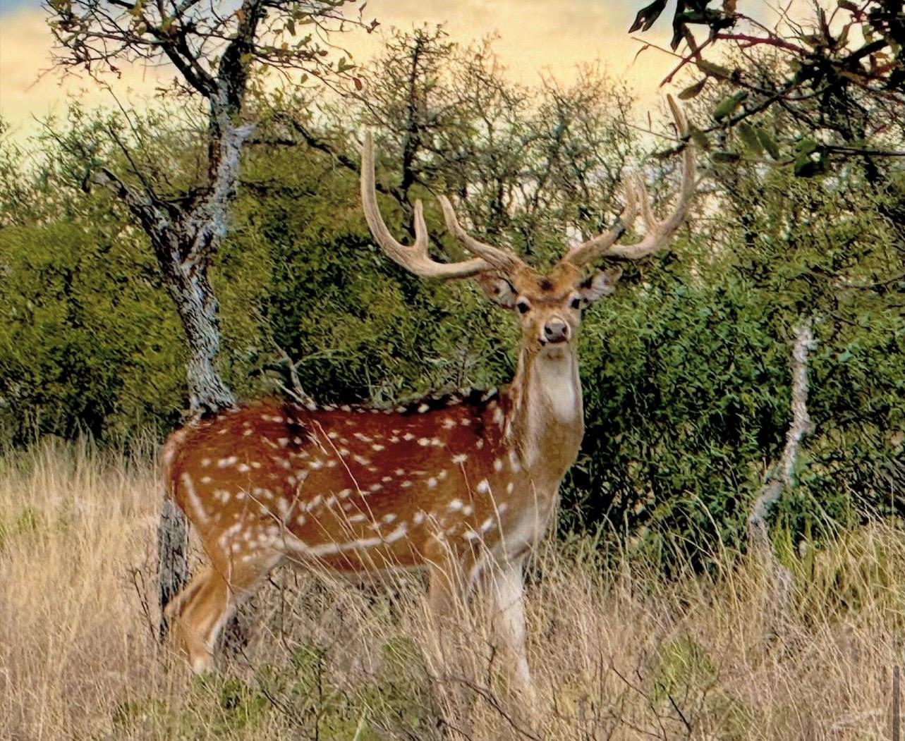 14410 E Us Highway 190, Eldorado, TX 76841