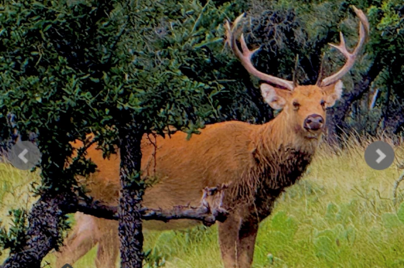 14410 E Us Highway 190, Eldorado, TX 76841