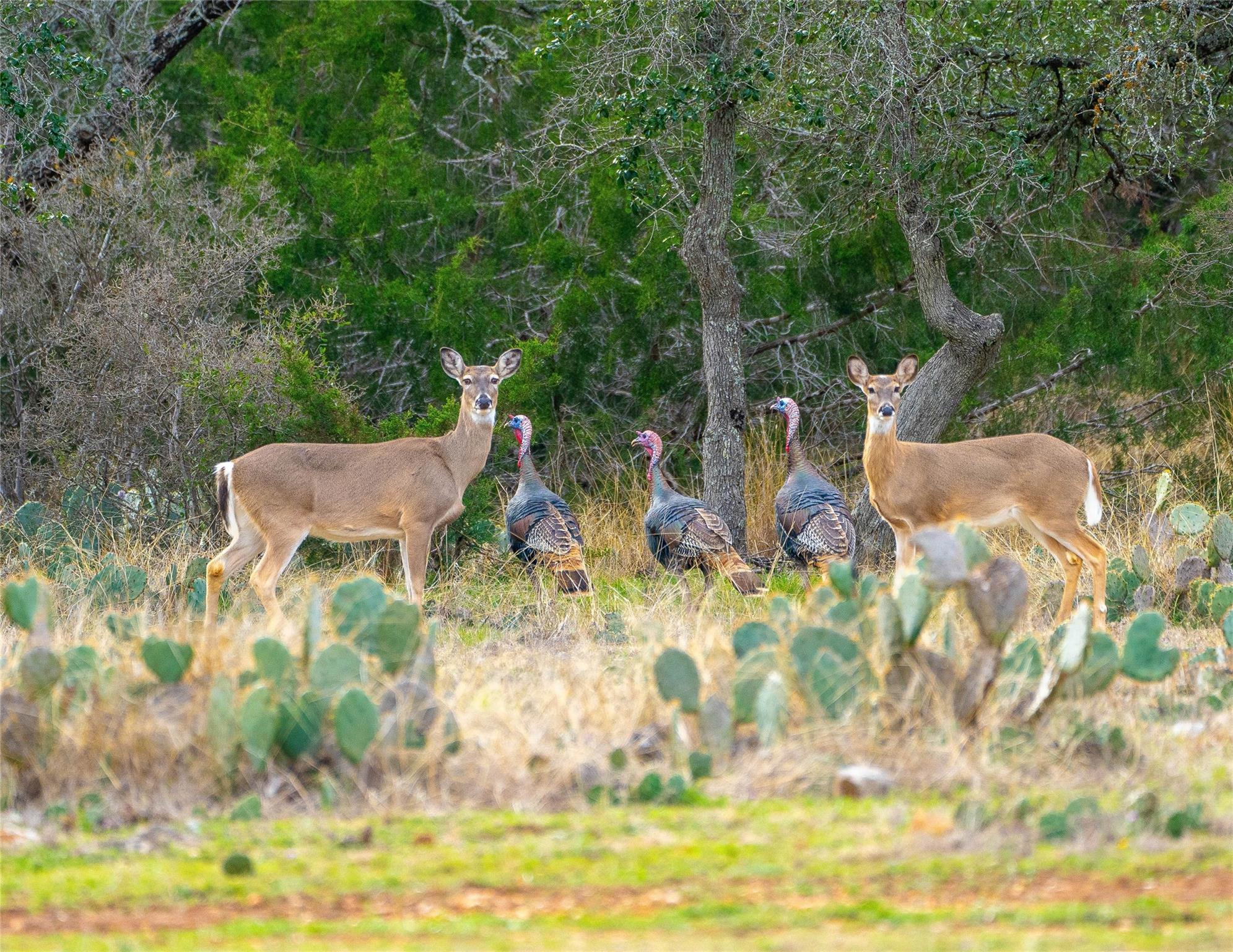 60 Coastal Loop, Johnson City, TX 78636