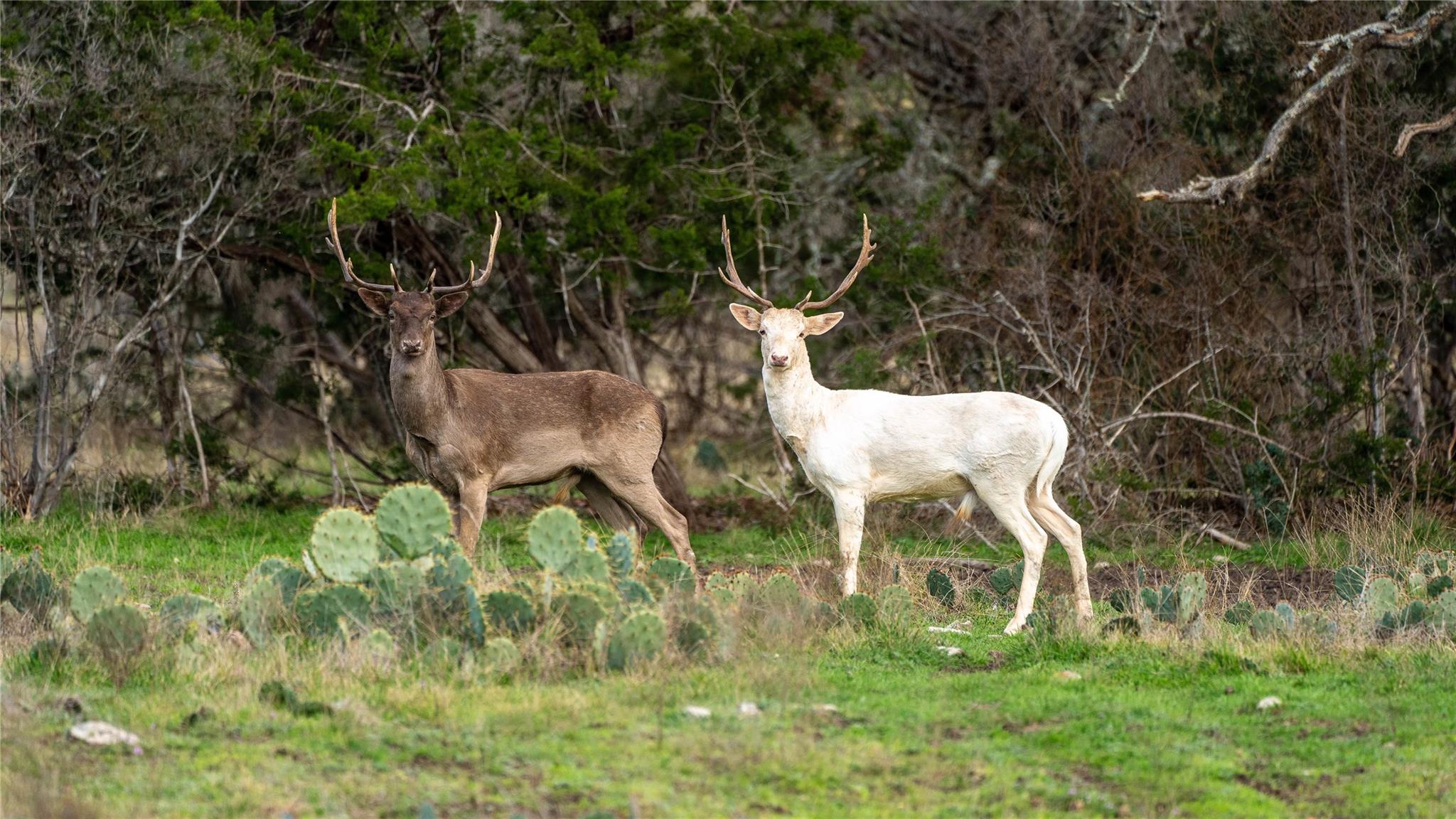 60 Coastal Loop, Johnson City, TX 78636