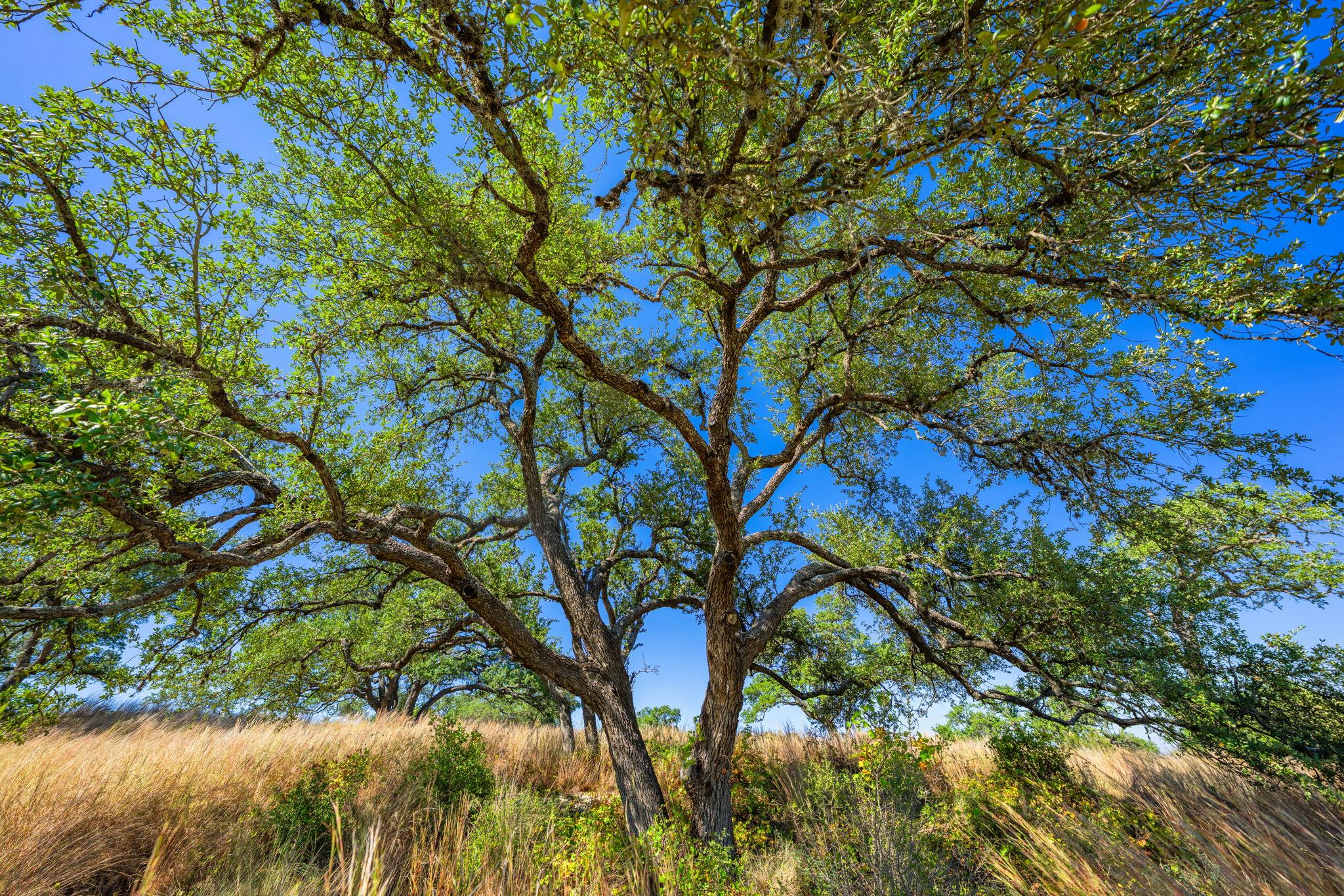 1495 Walnut Springs Rd, Johnson City, TX 78636