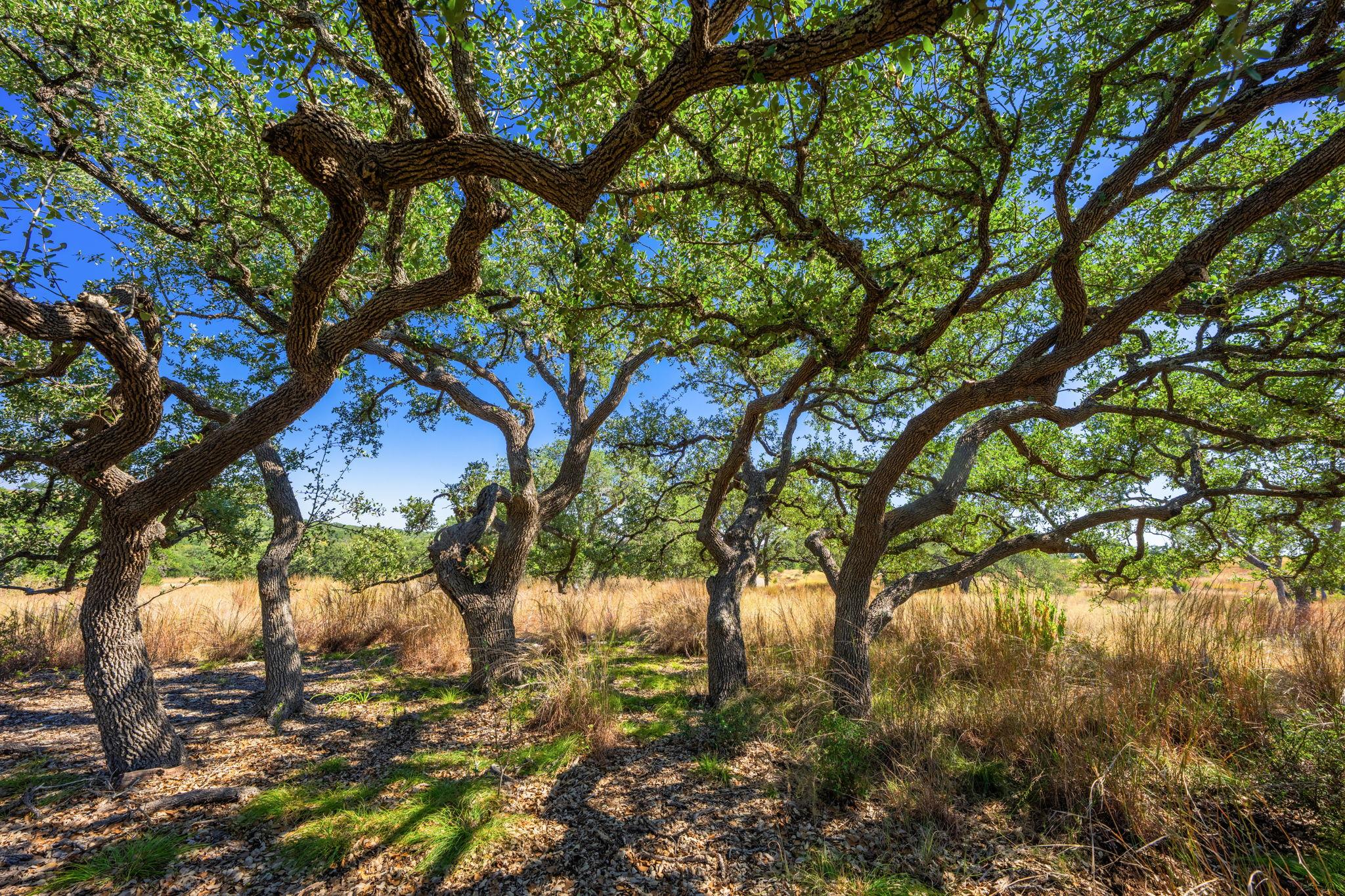 1495 Walnut Springs Rd, Johnson City, TX 78636