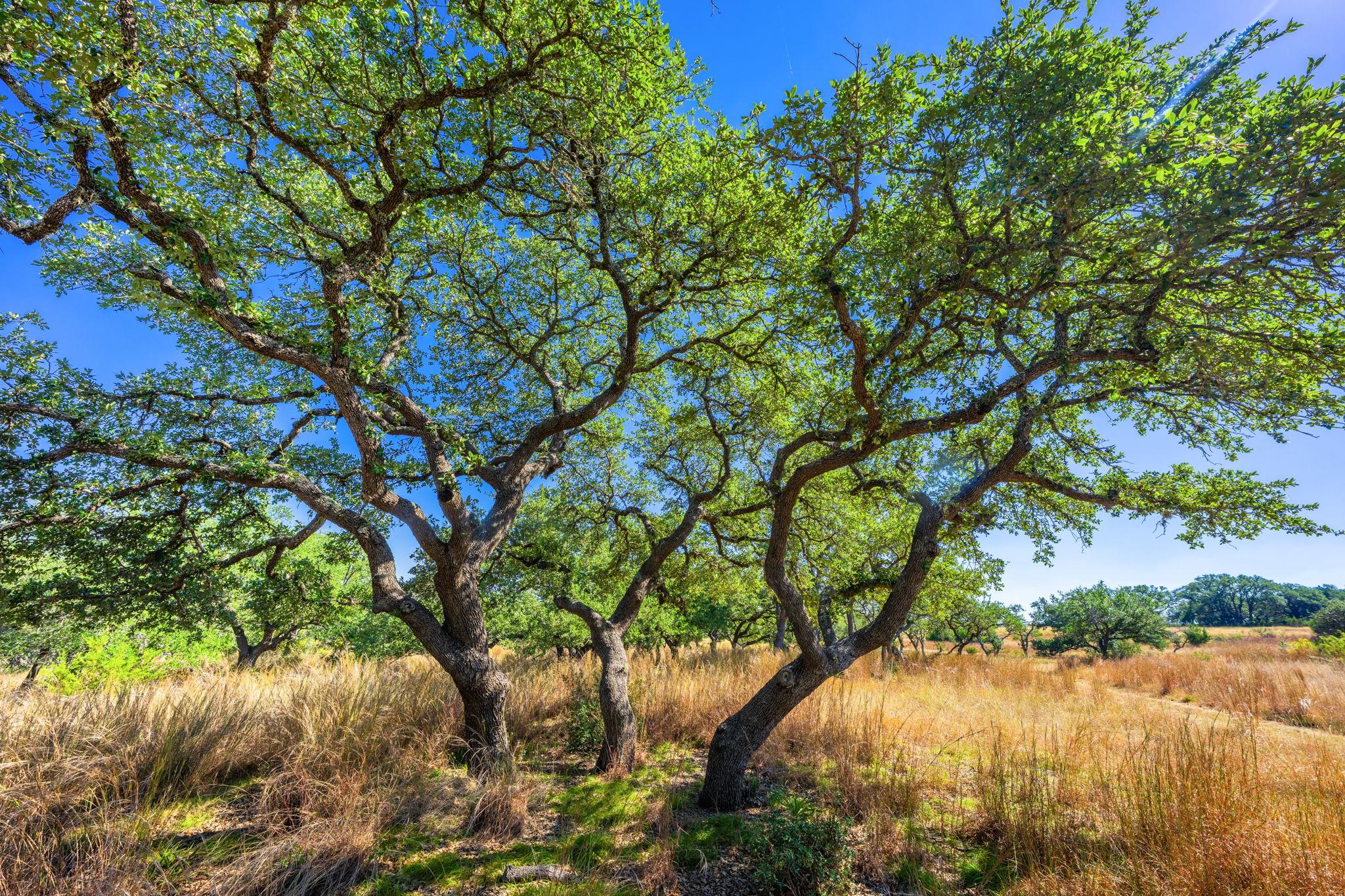 1495 Walnut Springs Rd, Johnson City, TX 78636