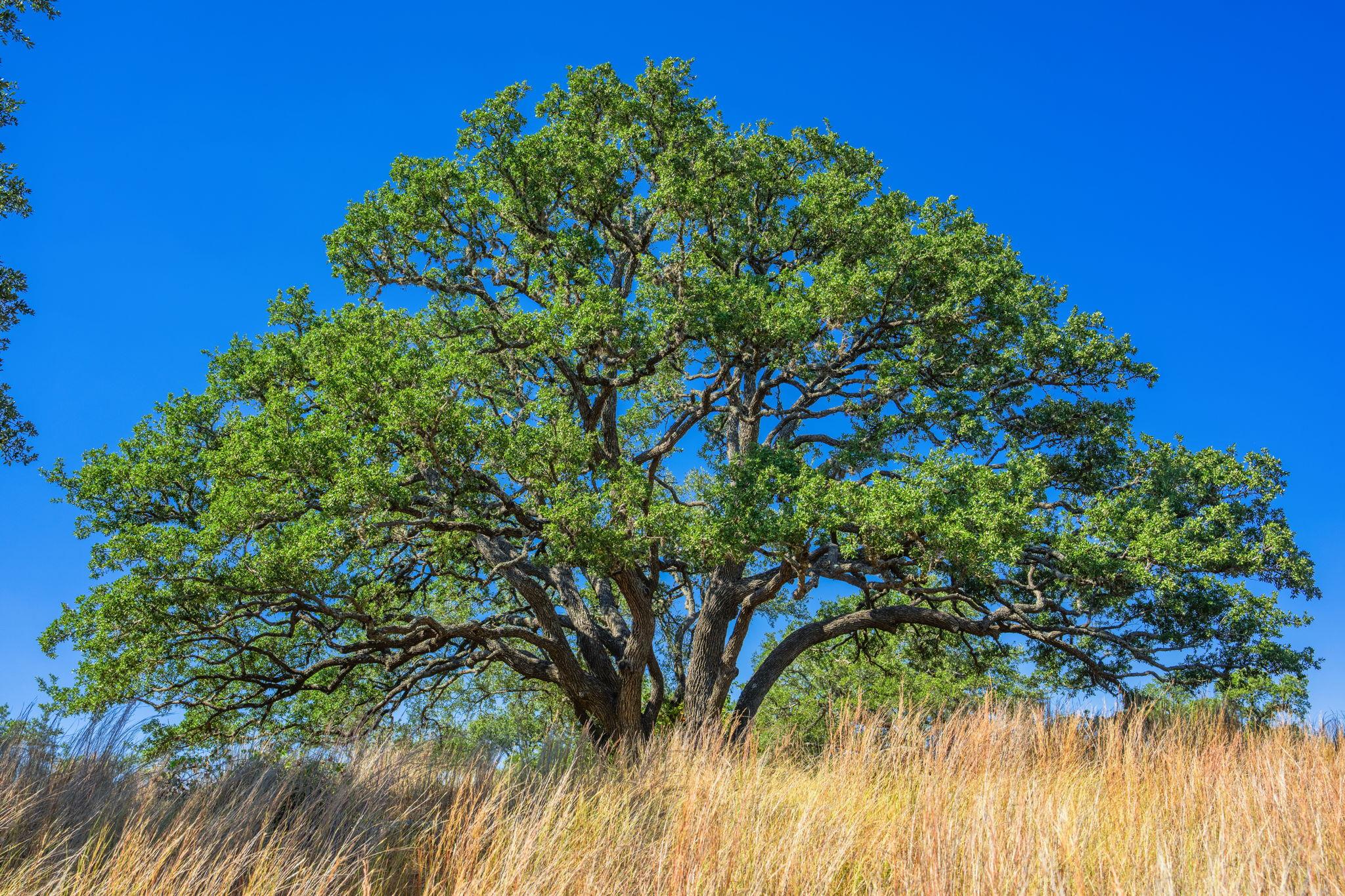 1495 Walnut Springs Rd, Johnson City, TX 78636