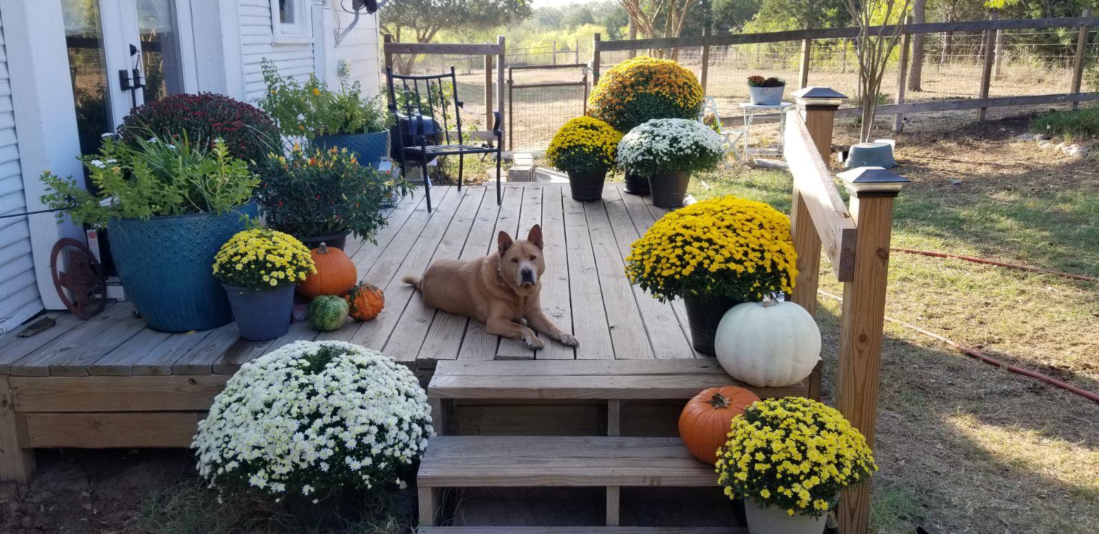 479 Mesquite Dr, Cedar Creek, TX 78612